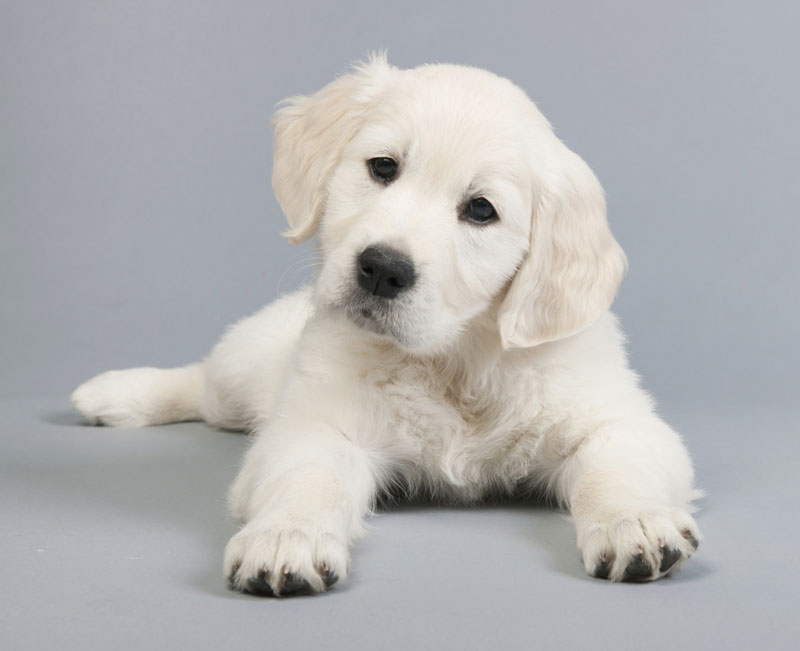 購買幼犬前的身體檢查 九龍動物醫院